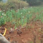 CG: छत्तीसगढ़ में फिर पकड़ी गई जहरीली फसल की खेती, टीएस सिंहदेव ने उठाए सवाल